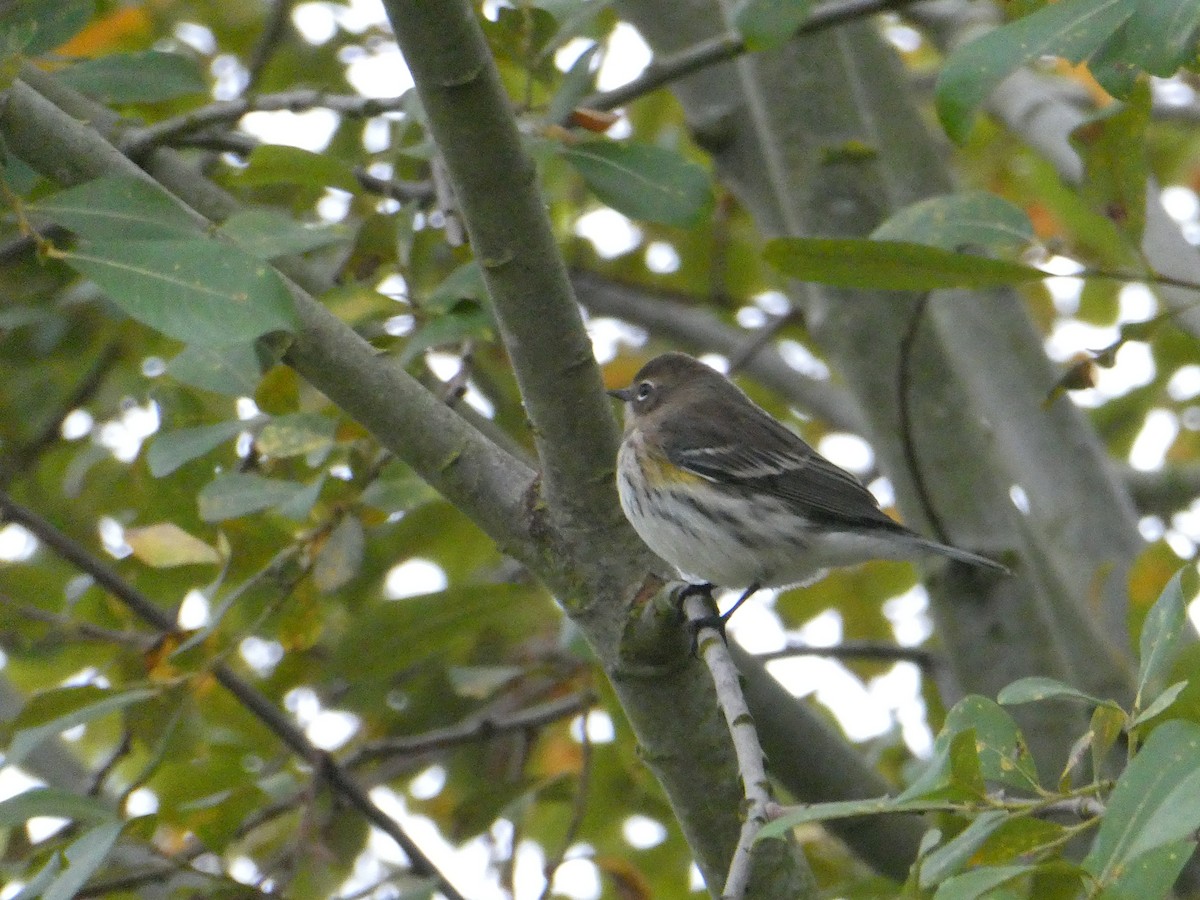 Yellow-rumped Warbler - ML645873194