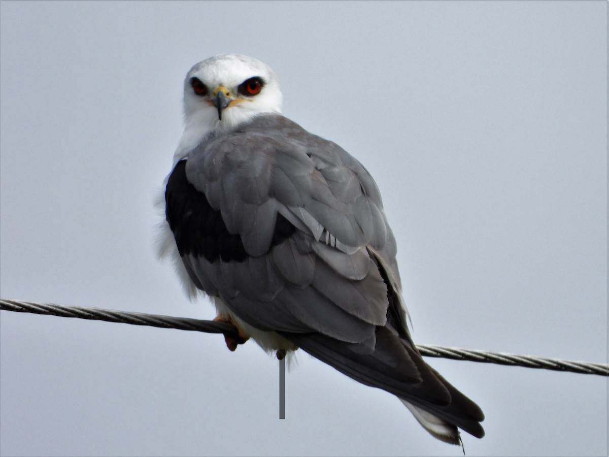 White-tailed Kite - ML645873196
