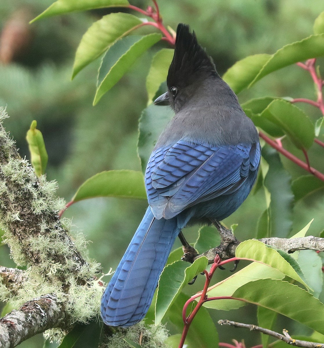 Chara de Steller - ML645873199