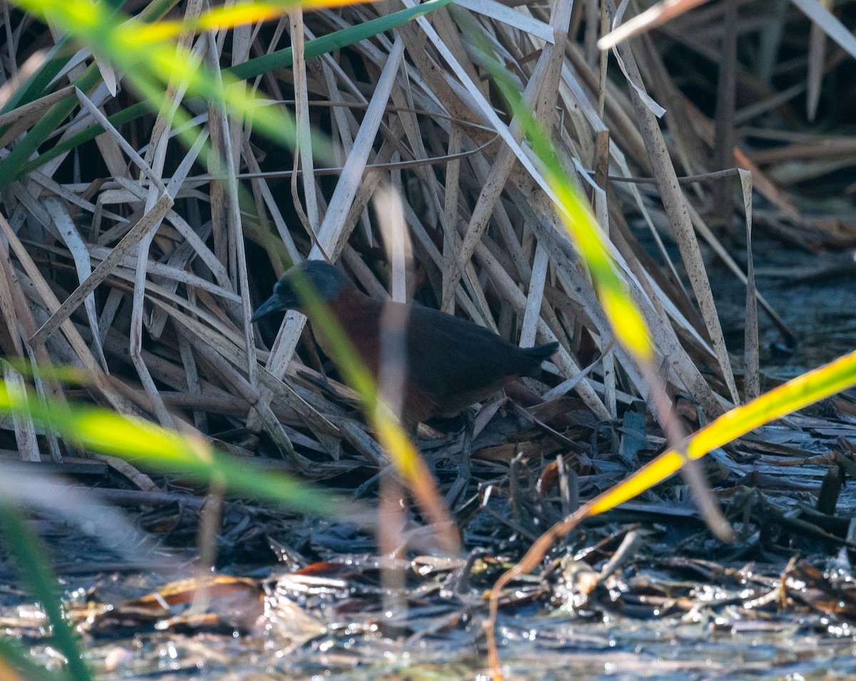 Ruddy Crake - ML645873212