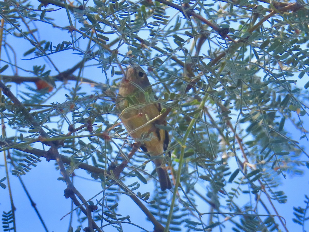 ルビーキクイタダキ - ML645873213