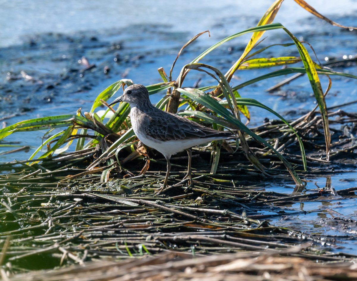 Least Sandpiper - ML645873221