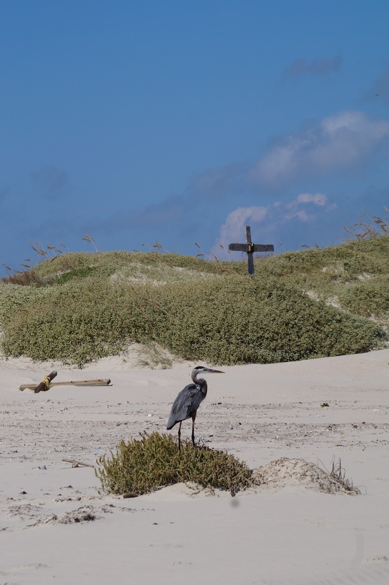 Great Blue Heron - ML645873222