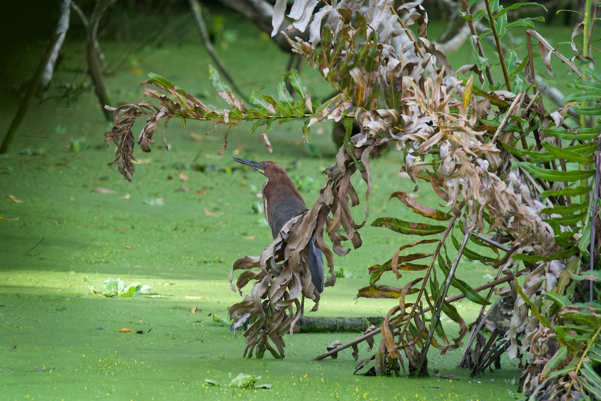 Rufescent Tiger-Heron - ML645873223
