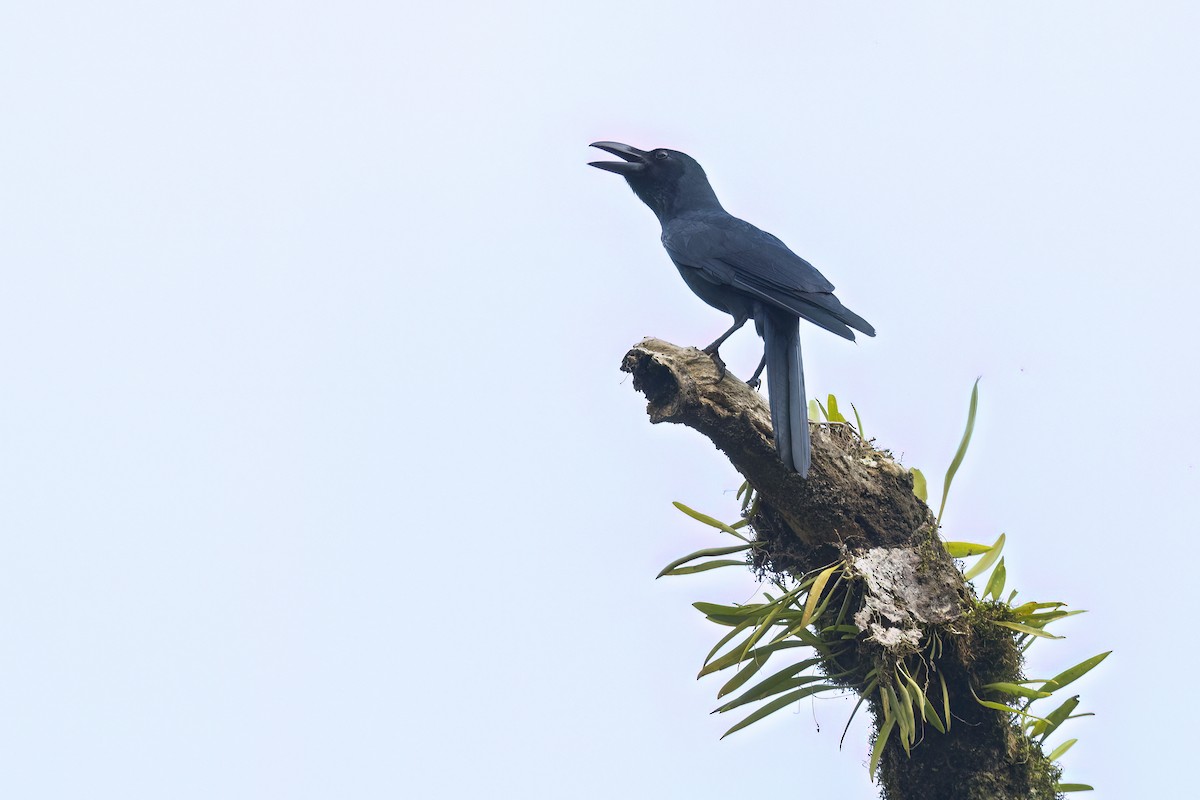 Philippine Jungle Crow - ML645873225