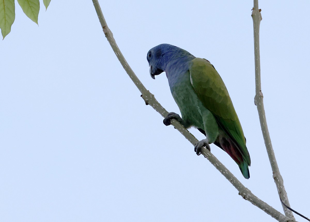 Blue-headed Parrot - ML645873226