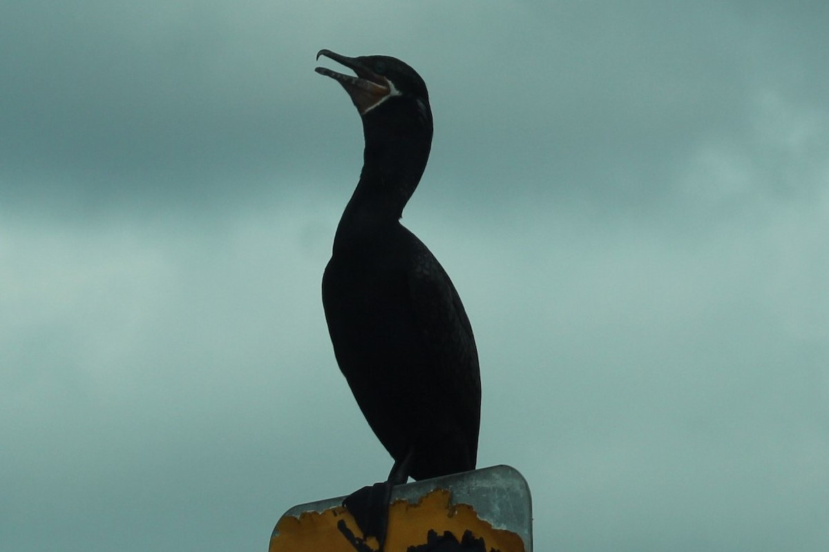 Neotropic Cormorant - ML645873228