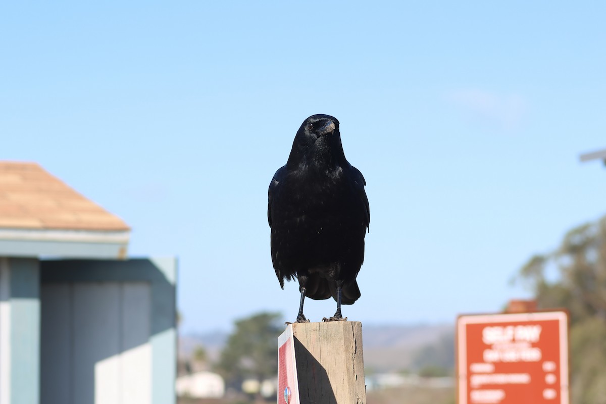 American Crow - ML645873229