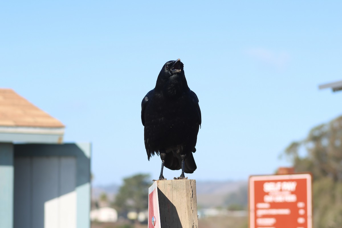 American Crow - ML645873230