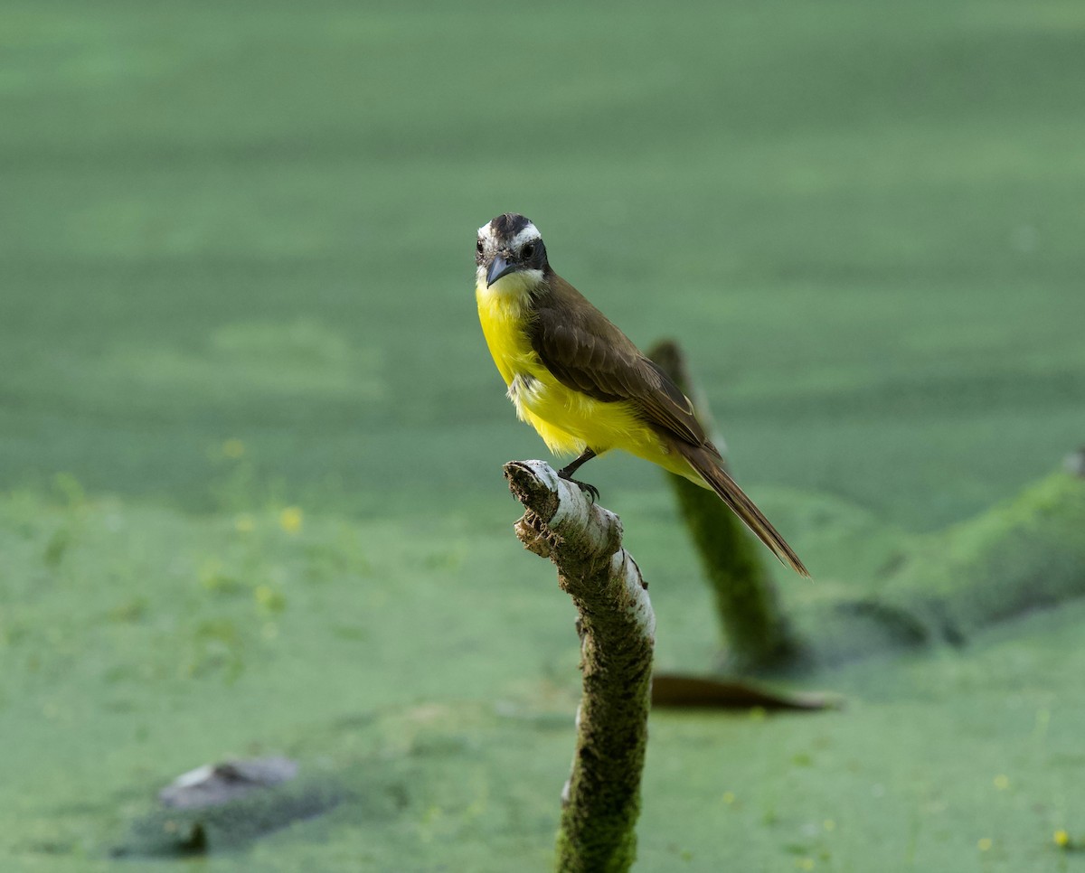 Great Kiskadee - ML645873232