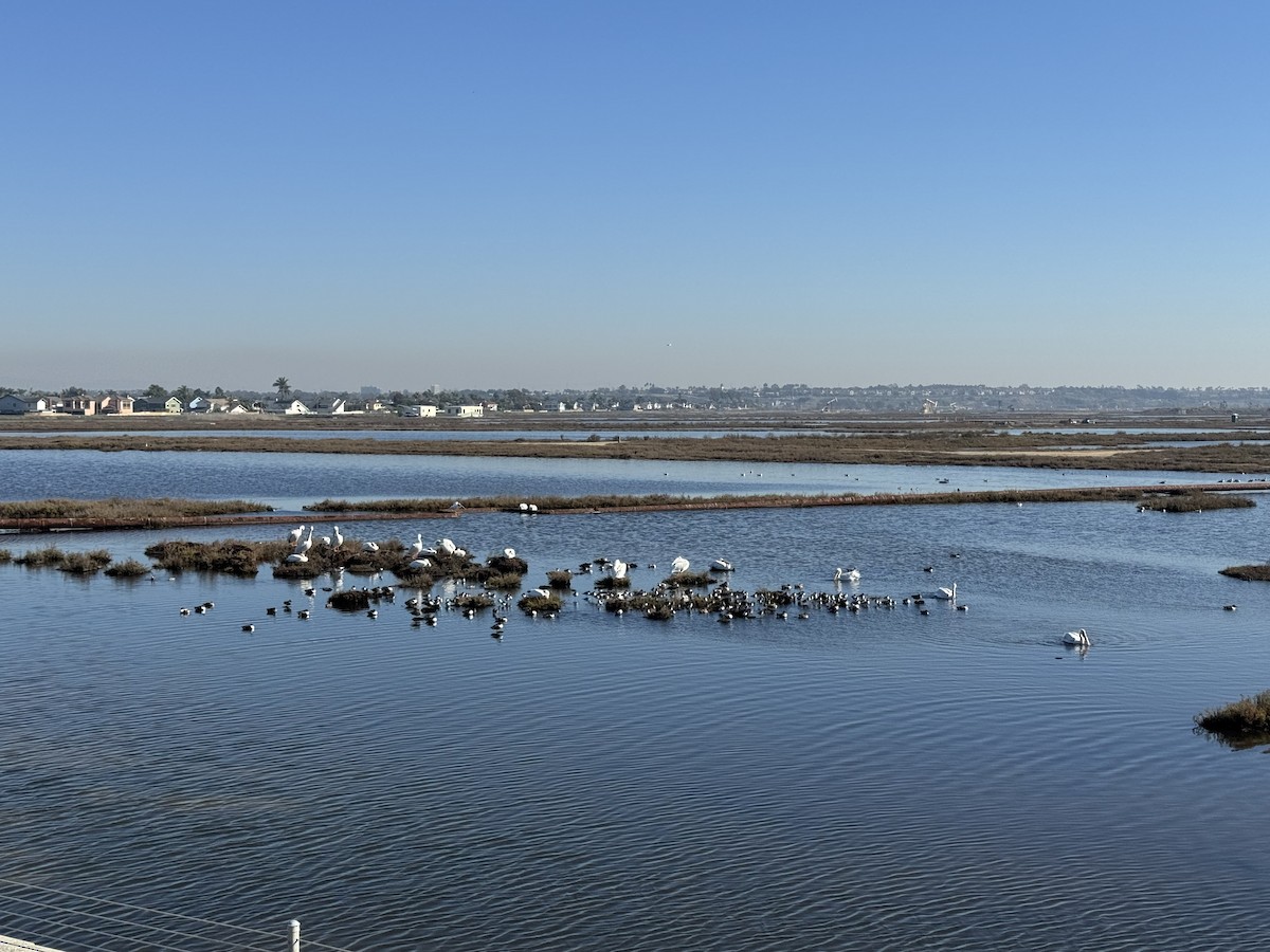 Black-necked Stilt - ML645873233