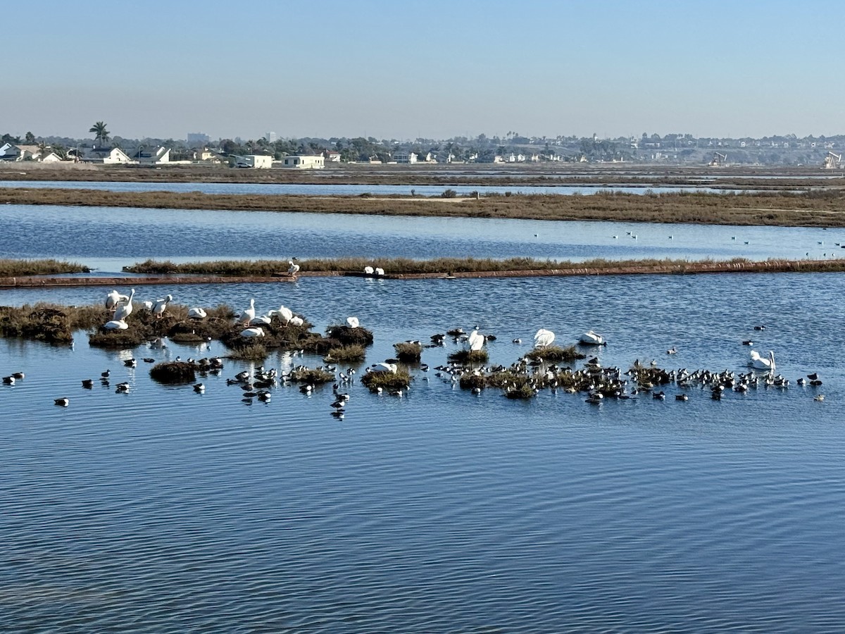 Black-necked Stilt - ML645873234