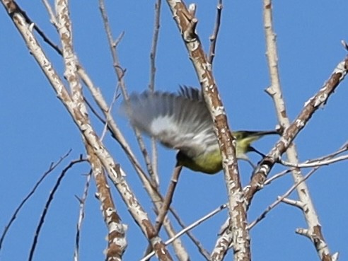 Lesser Goldfinch - ML645873235