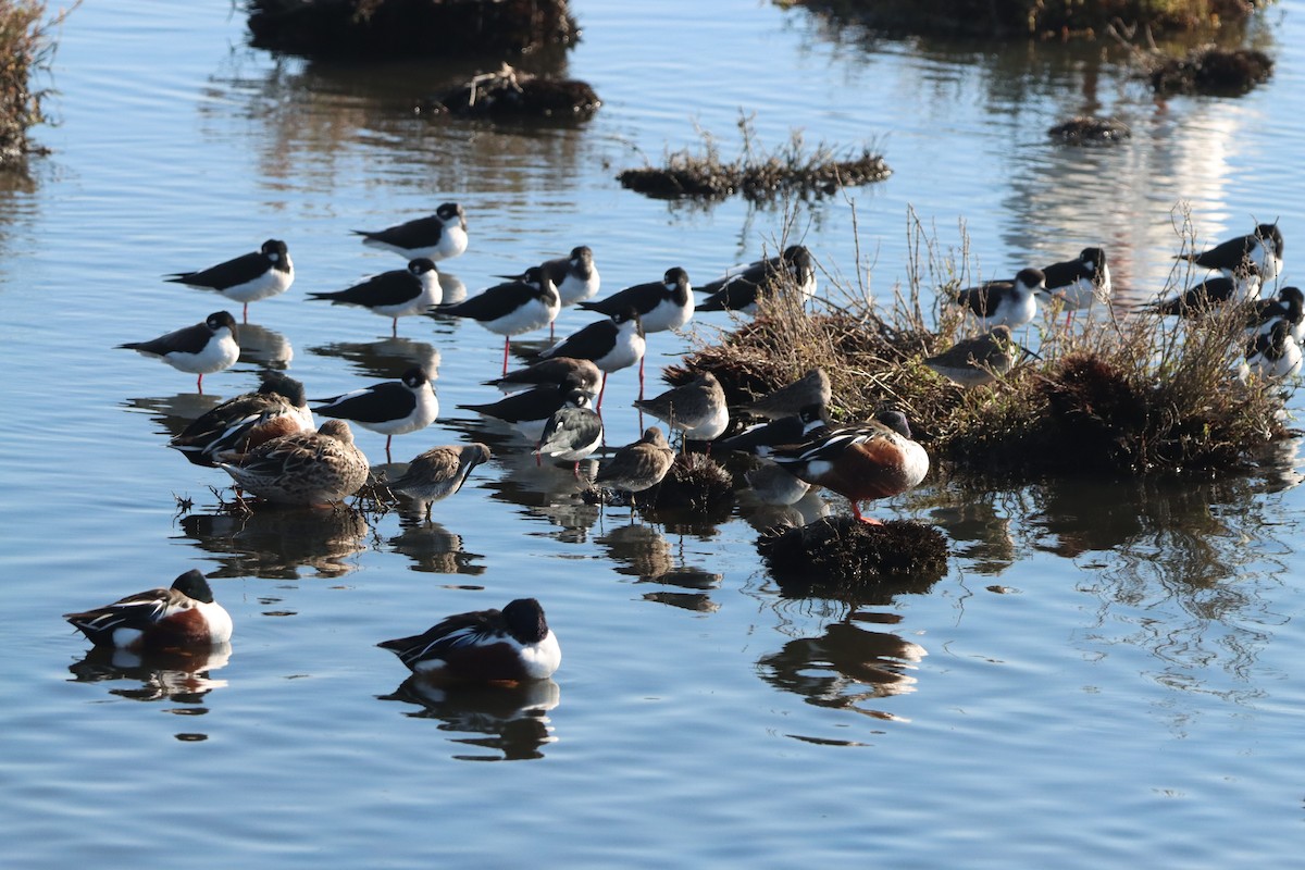 Black-necked Stilt - ML645873236
