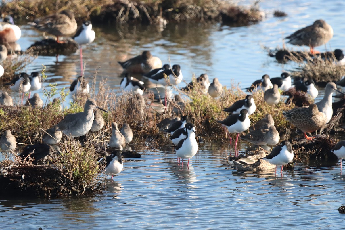 Black-necked Stilt - ML645873237