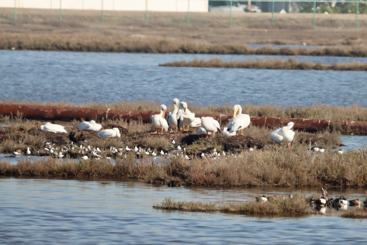 Black-necked Stilt - ML645873238