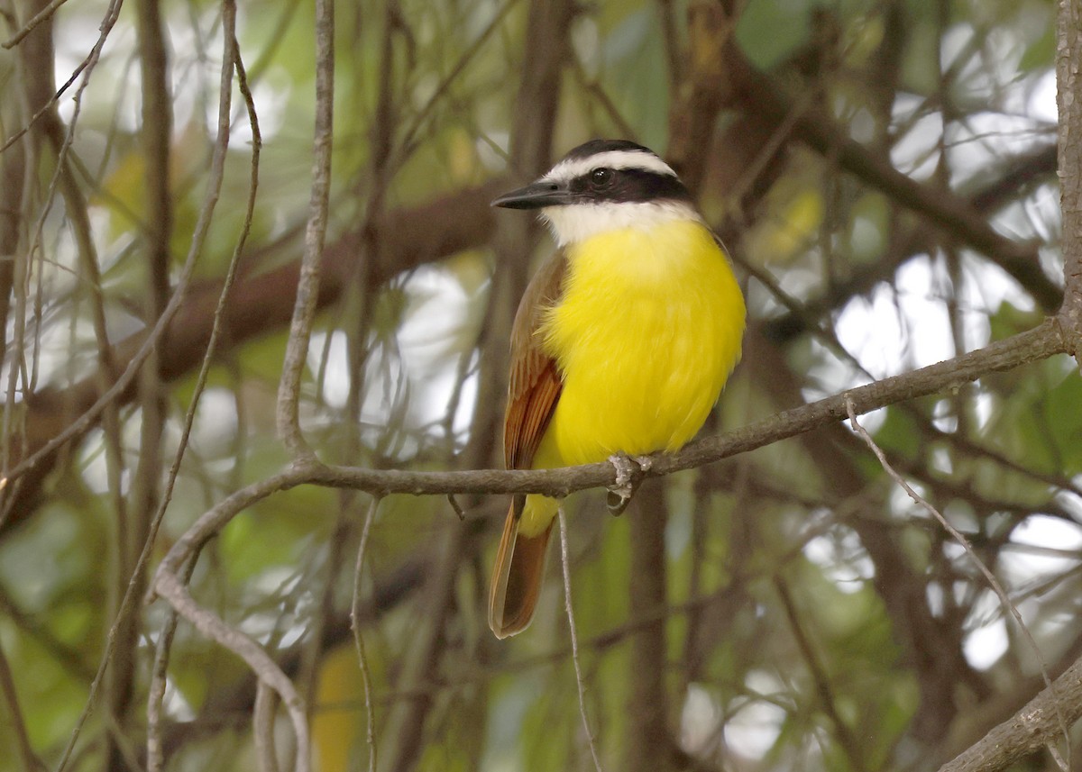 Great Kiskadee - ML645873241