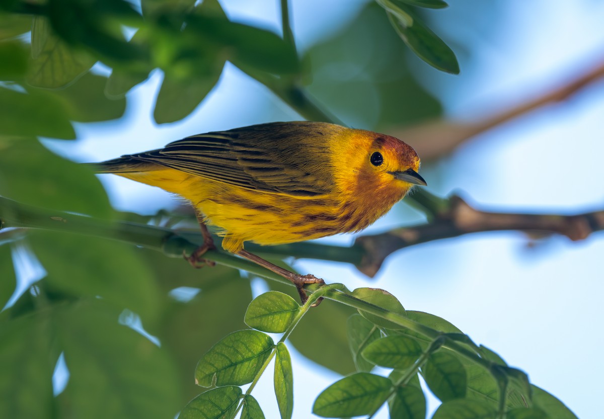 Mangrove Yellow Warbler (Cozumel) - ML645873242