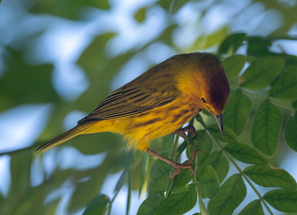 Mangrove Yellow Warbler (Cozumel) - ML645873243