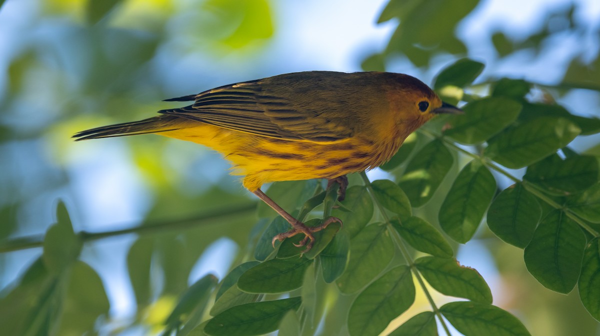 Mangrove Yellow Warbler (Cozumel) - ML645873244