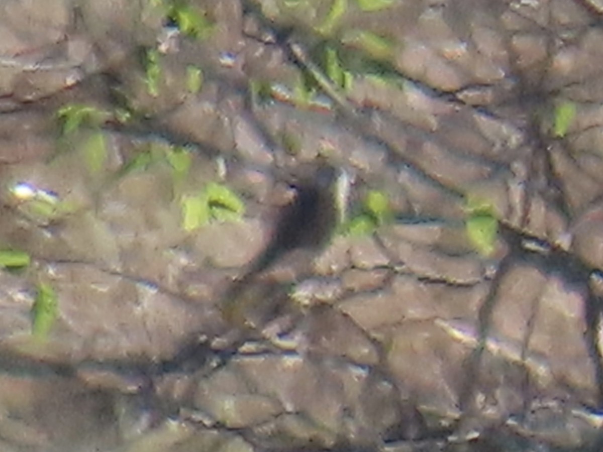 Prairie Falcon - ML645873246