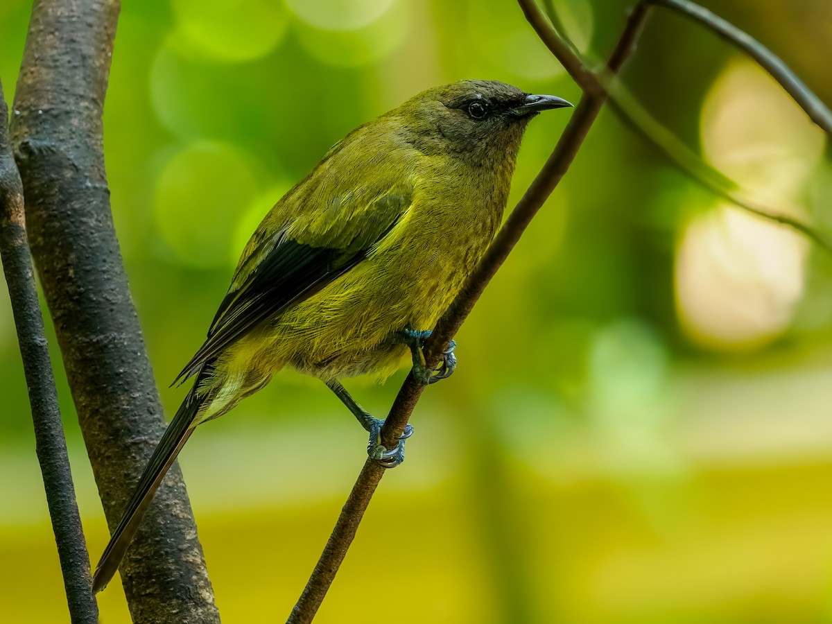 New Zealand Bellbird - ML645873248