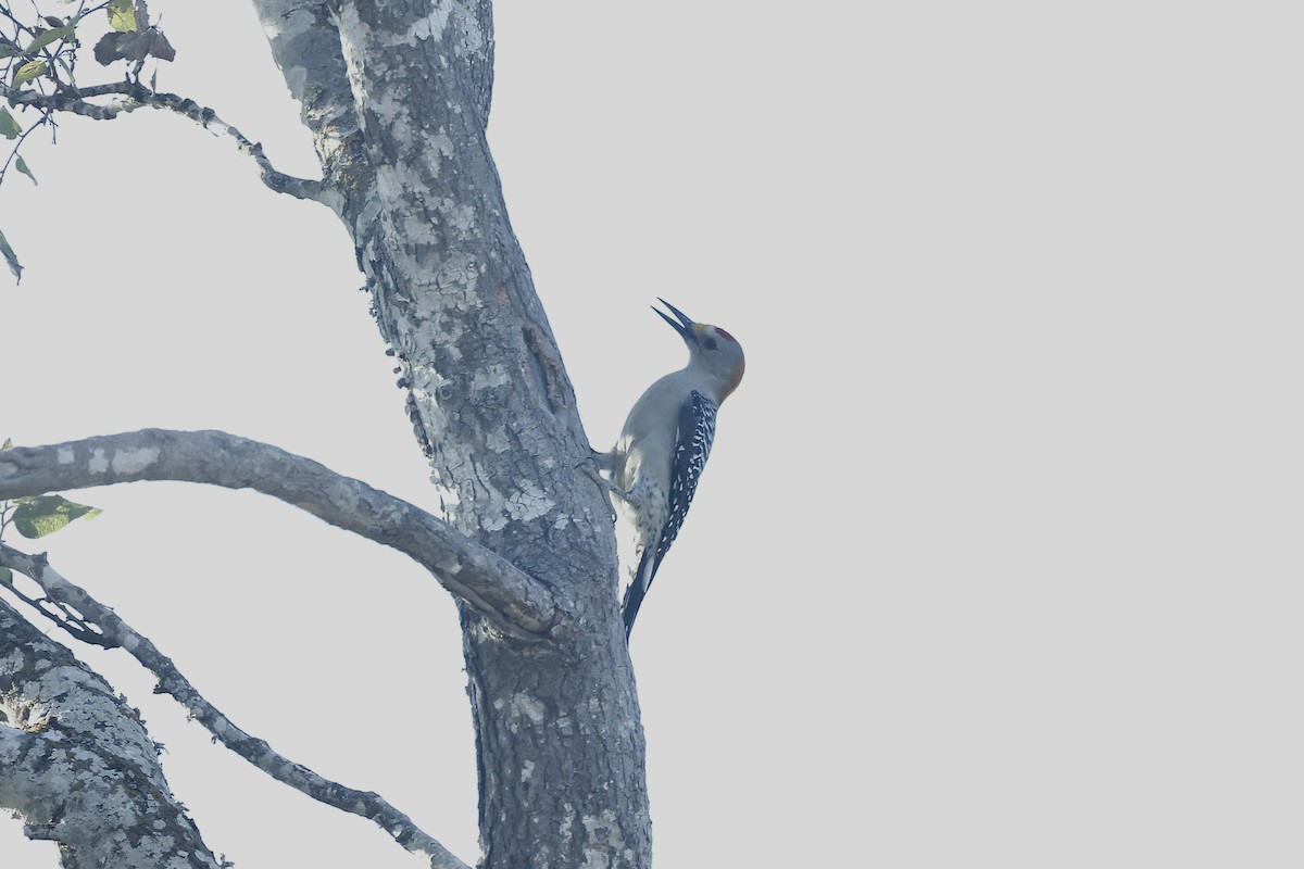 Golden-fronted Woodpecker - ML645873249