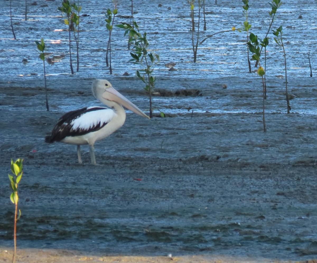 Australian Pelican - ML645873251