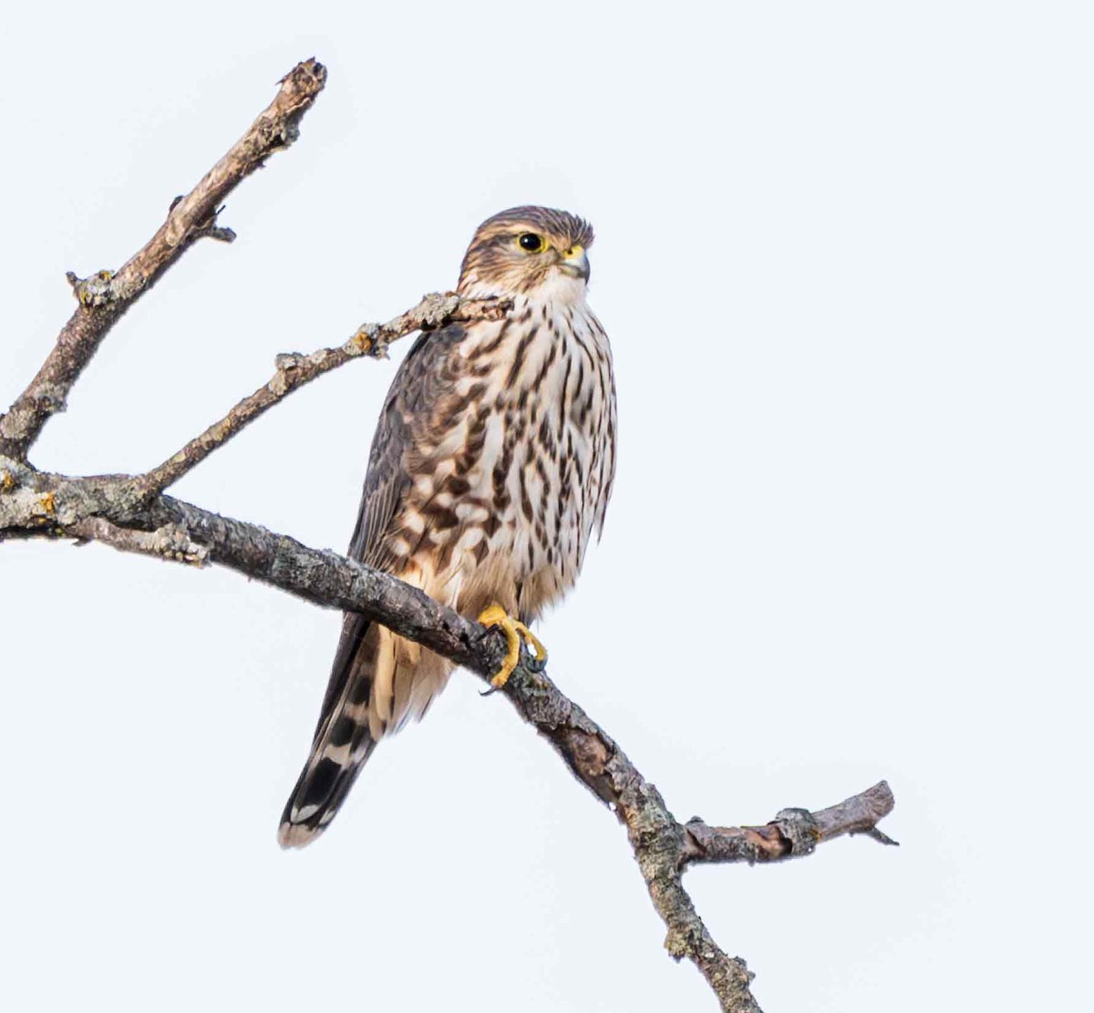 dvergfalk - ML645873263