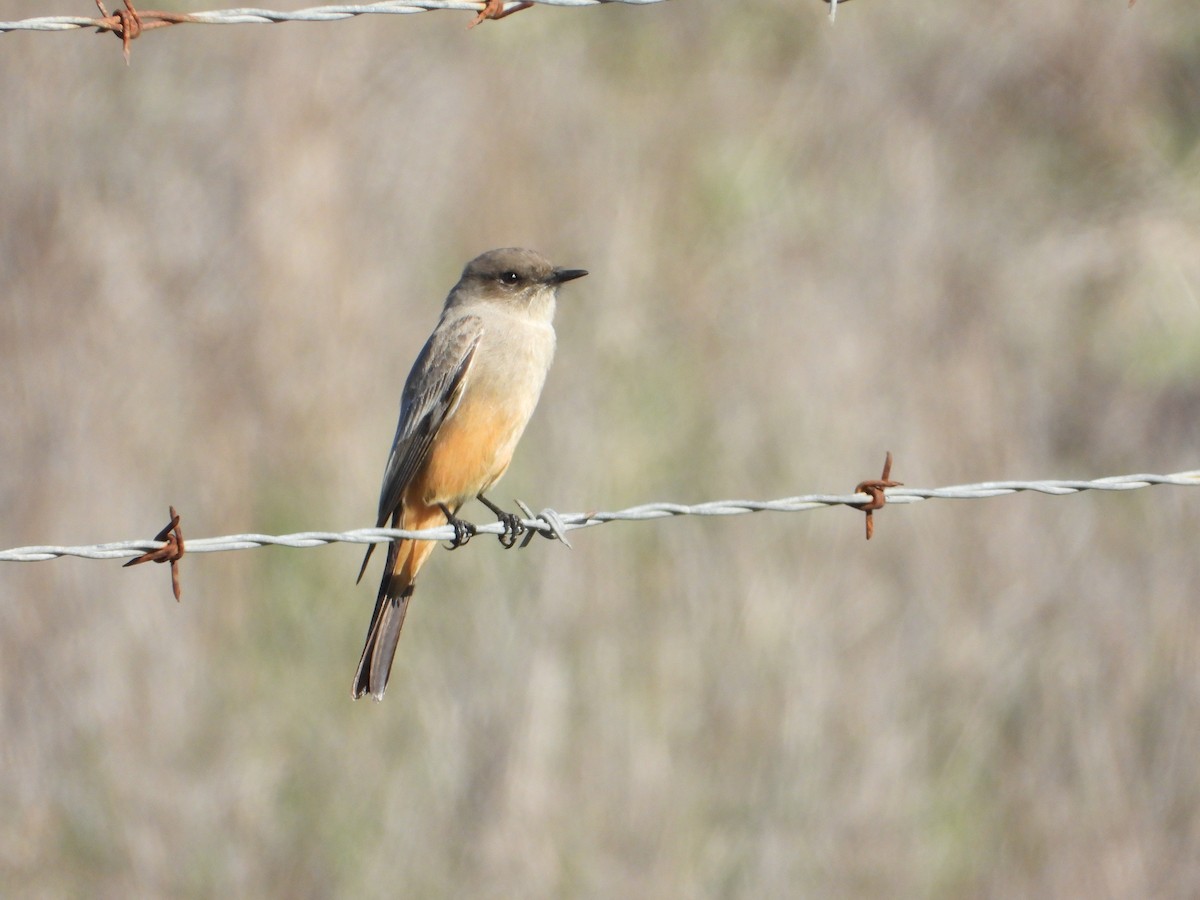 brunfibi - ML645873264