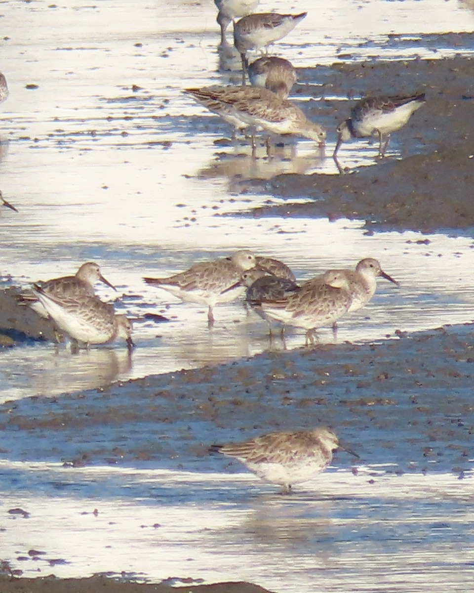 sibirsnipe - ML645873265