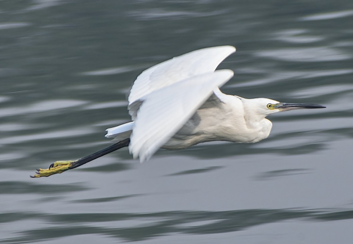 silkehegre - ML645873266