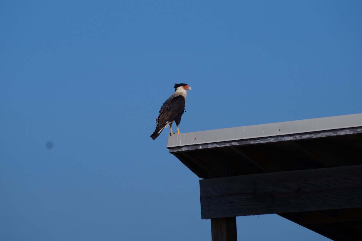 gribbkarakara - ML645873268