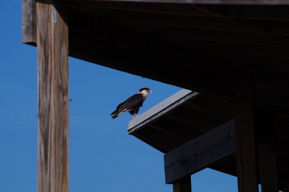 gribbkarakara - ML645873269