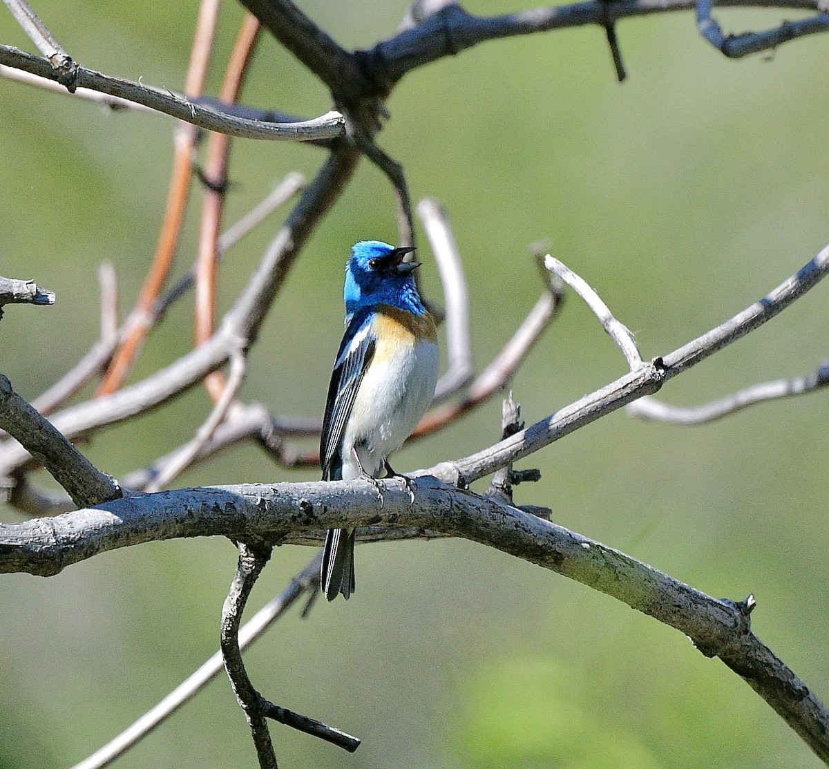 lazulispurv - ML645873270