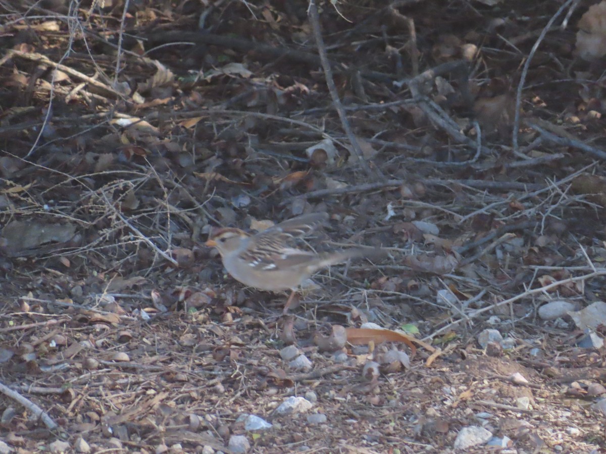 hvitkronespurv - ML645873277