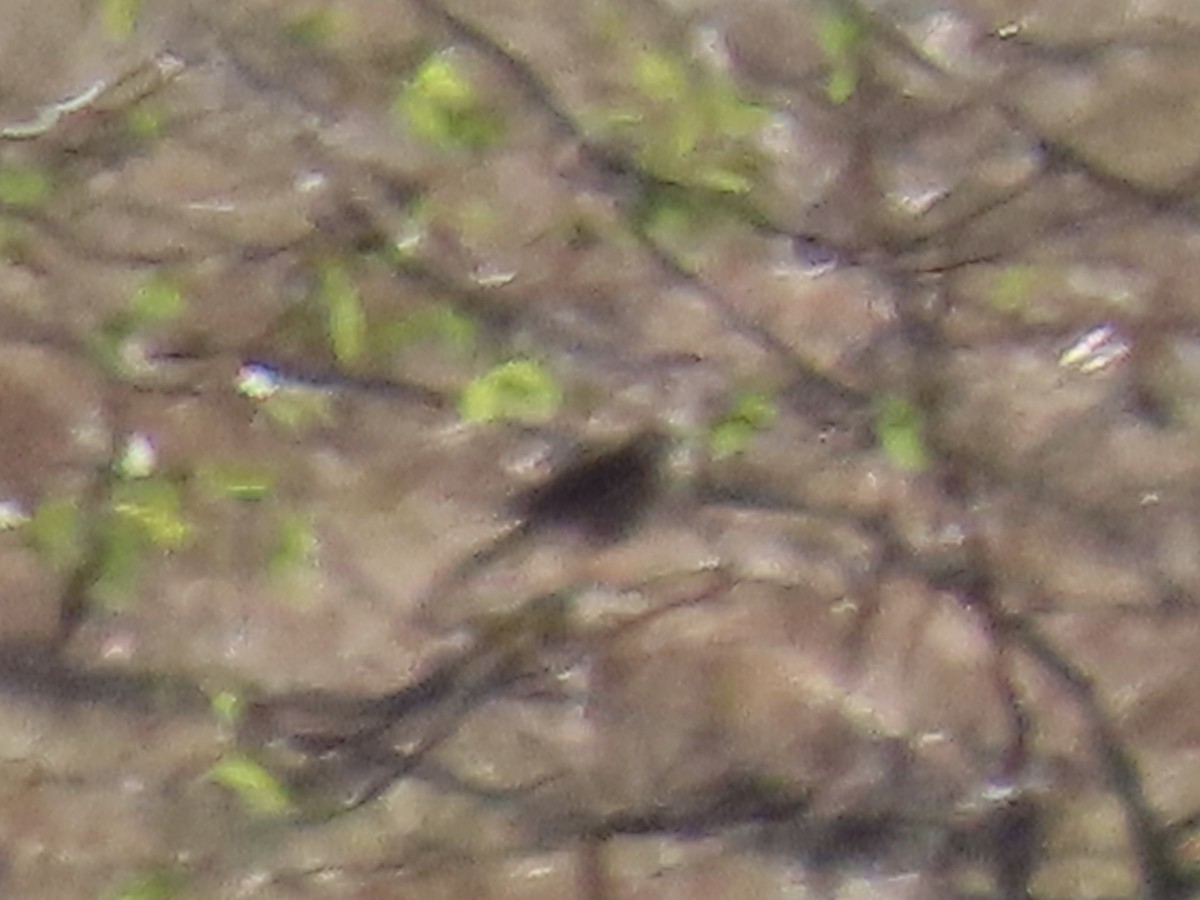 præriefalk - ML645873279