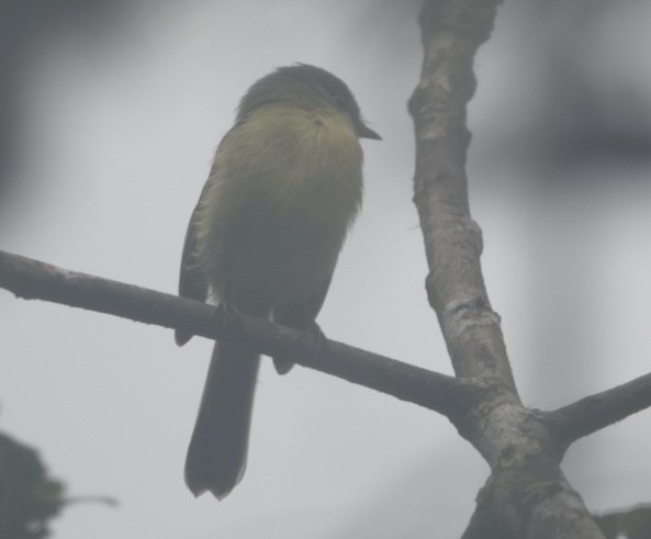 ecuadortyrann - ML645873280