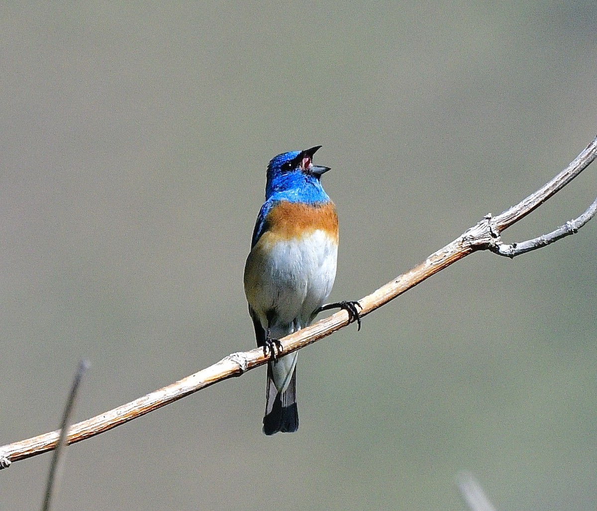 lazulispurv - ML645873281