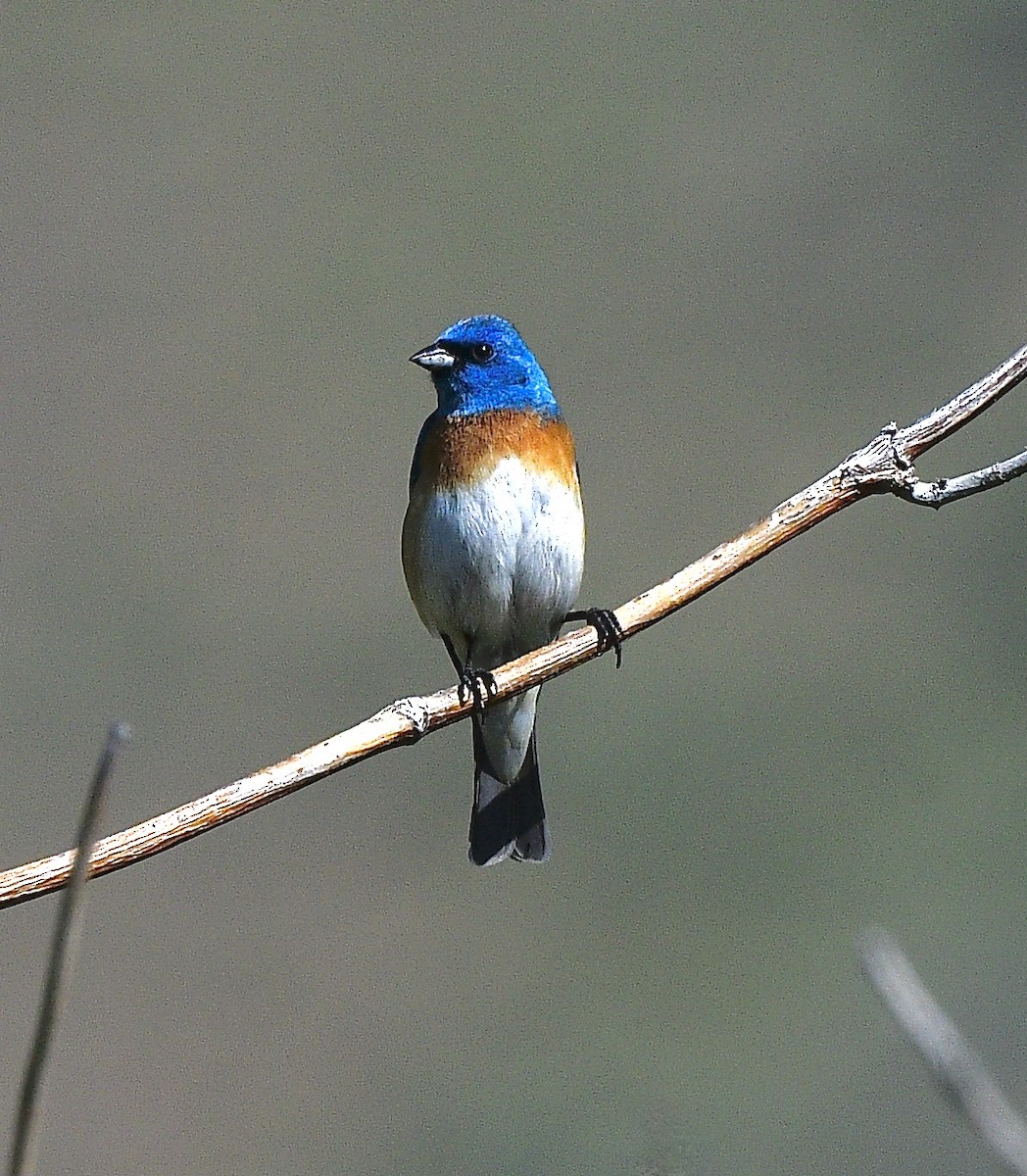 lazulispurv - ML645873282