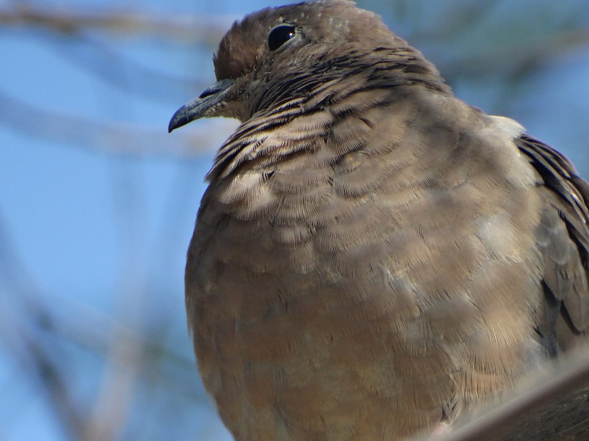 øredue - ML645873286