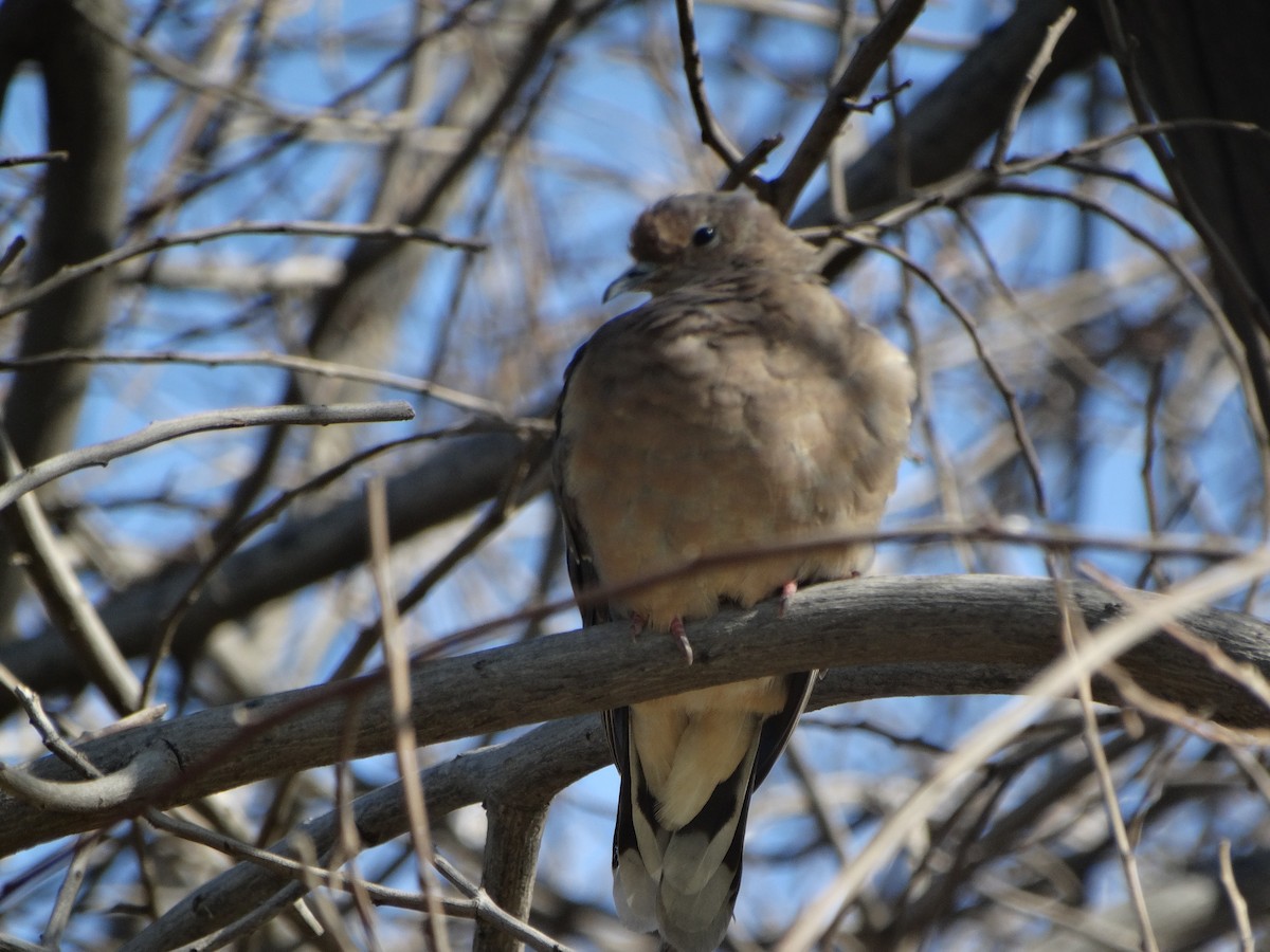 øredue - ML645873287