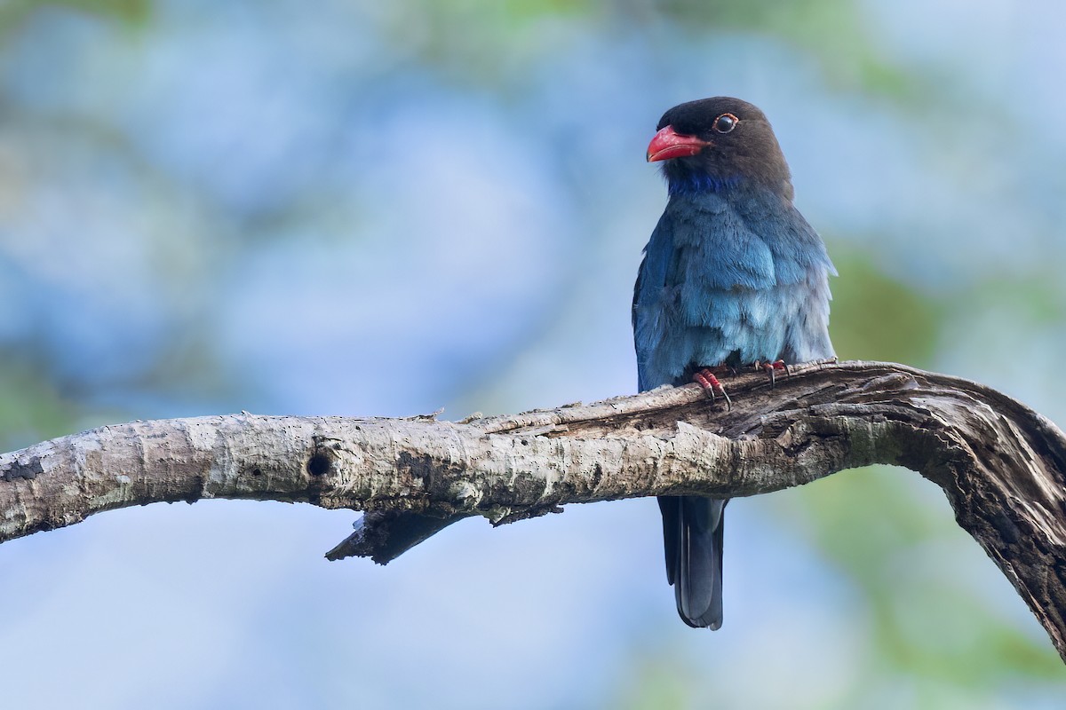 orientråke - ML645873288