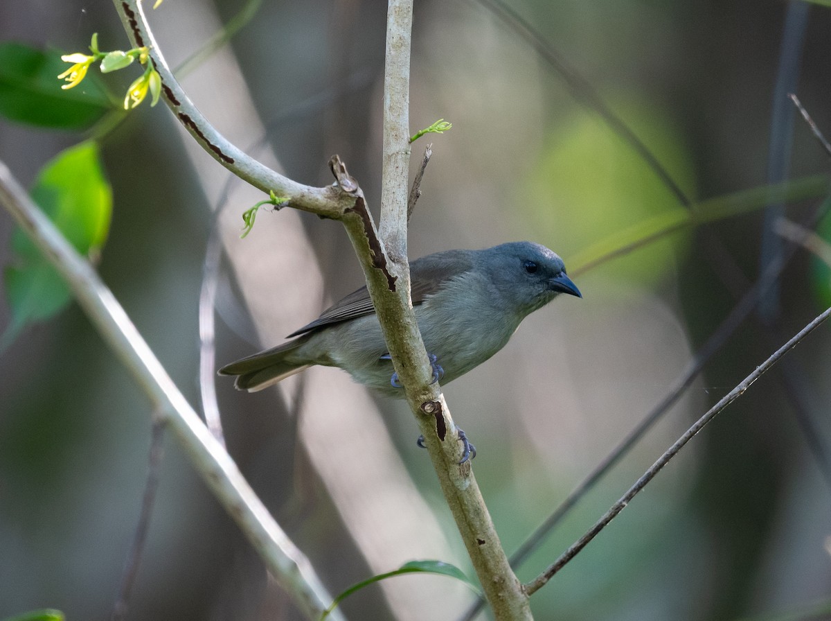 brunhake - ML645873291