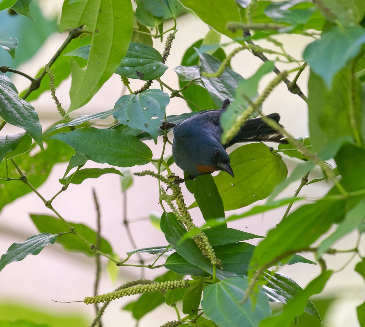 brunhake - ML645873292