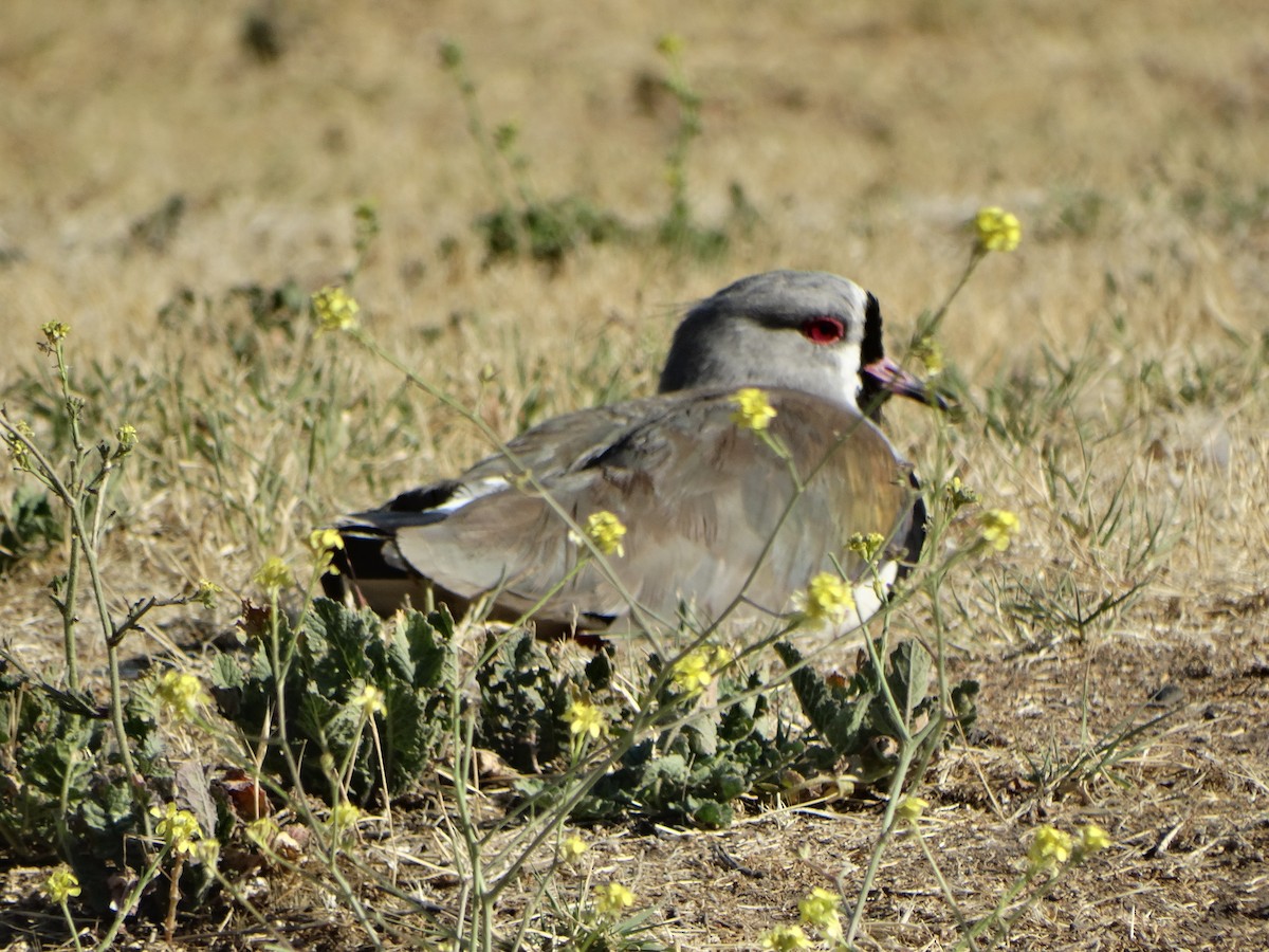 bronsevipe - ML645873293