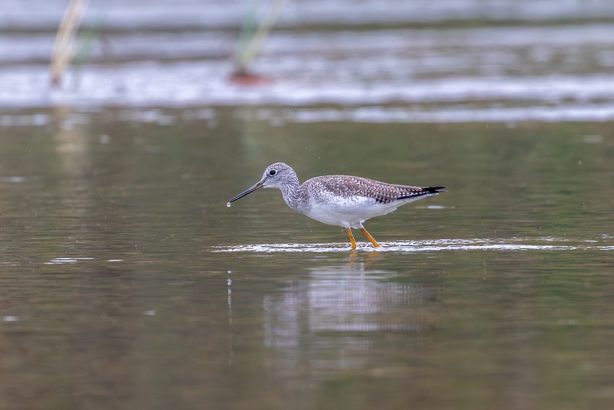 plystresnipe - ML645873296