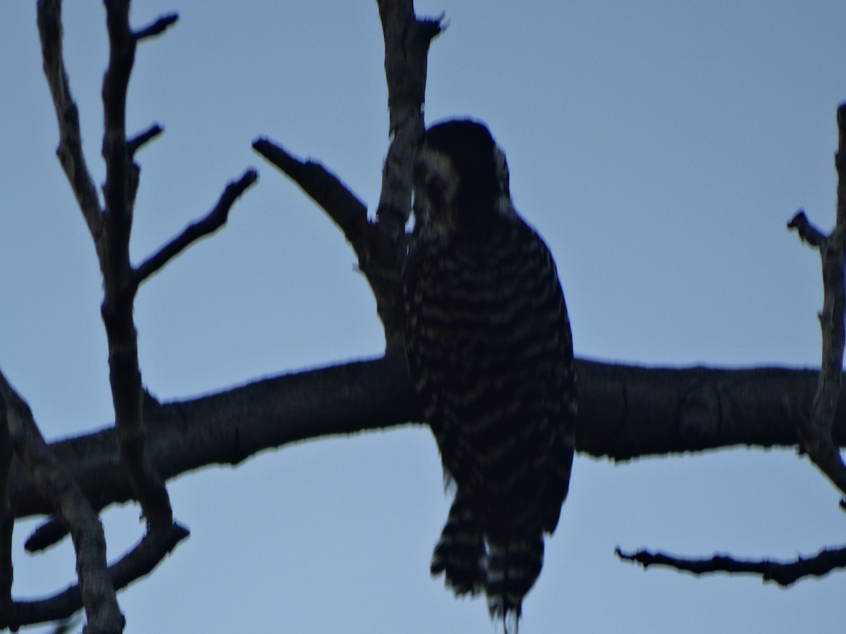 nymfespett - ML645873299