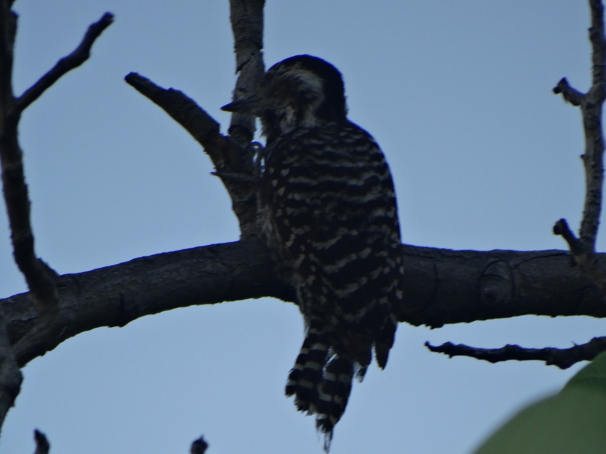 nymfespett - ML645873300