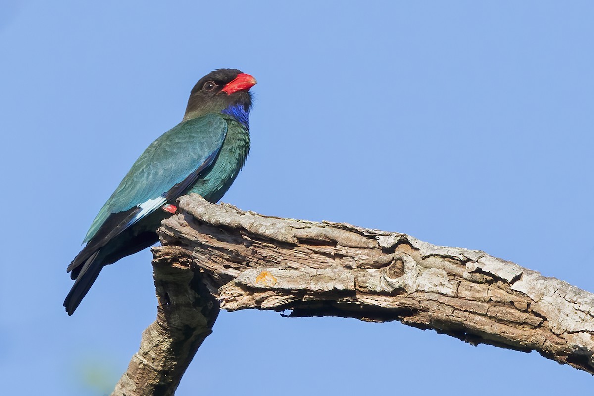 orientråke - ML645873301